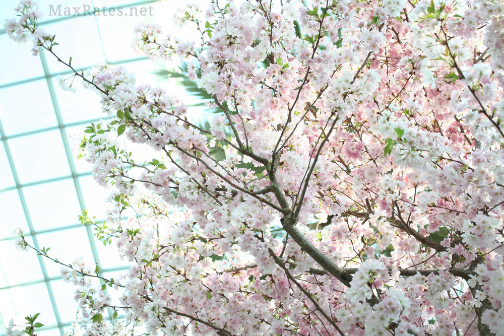 A sakura blossom tree at Gardens by the Bay's Sakura Matsuri Floral Display 2019.