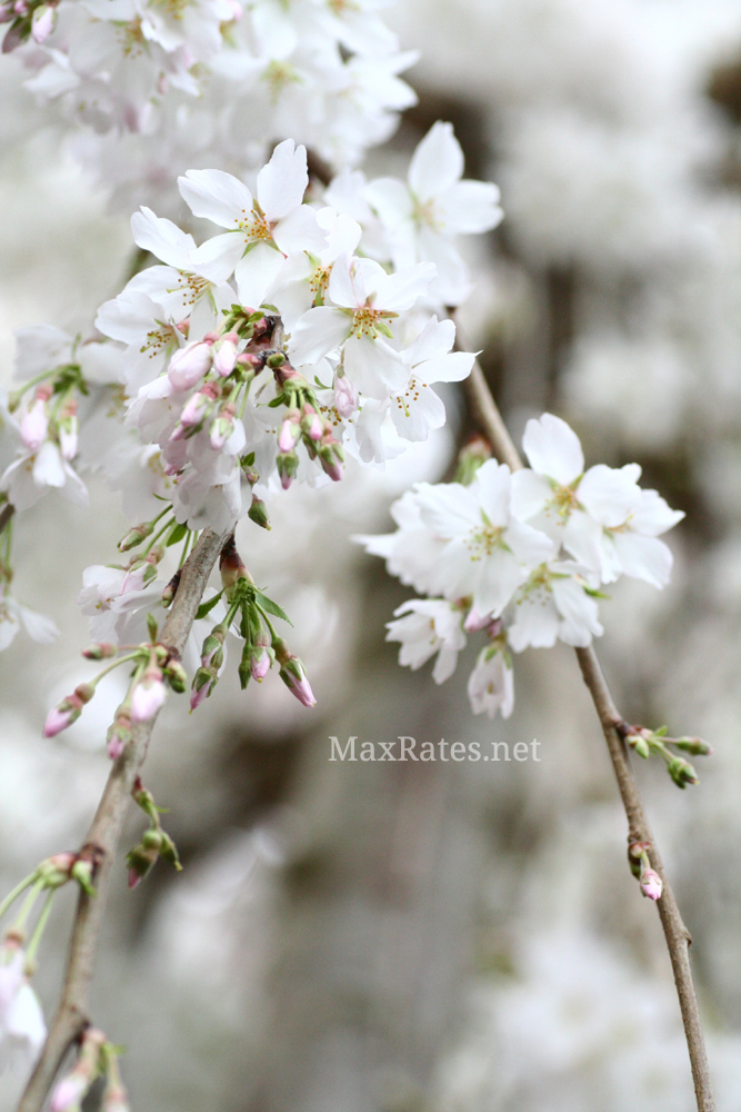 Yoshino Cherry sakura tree branches at Gardens by the Bay's Sakura Matsuri Floral Display 2019.